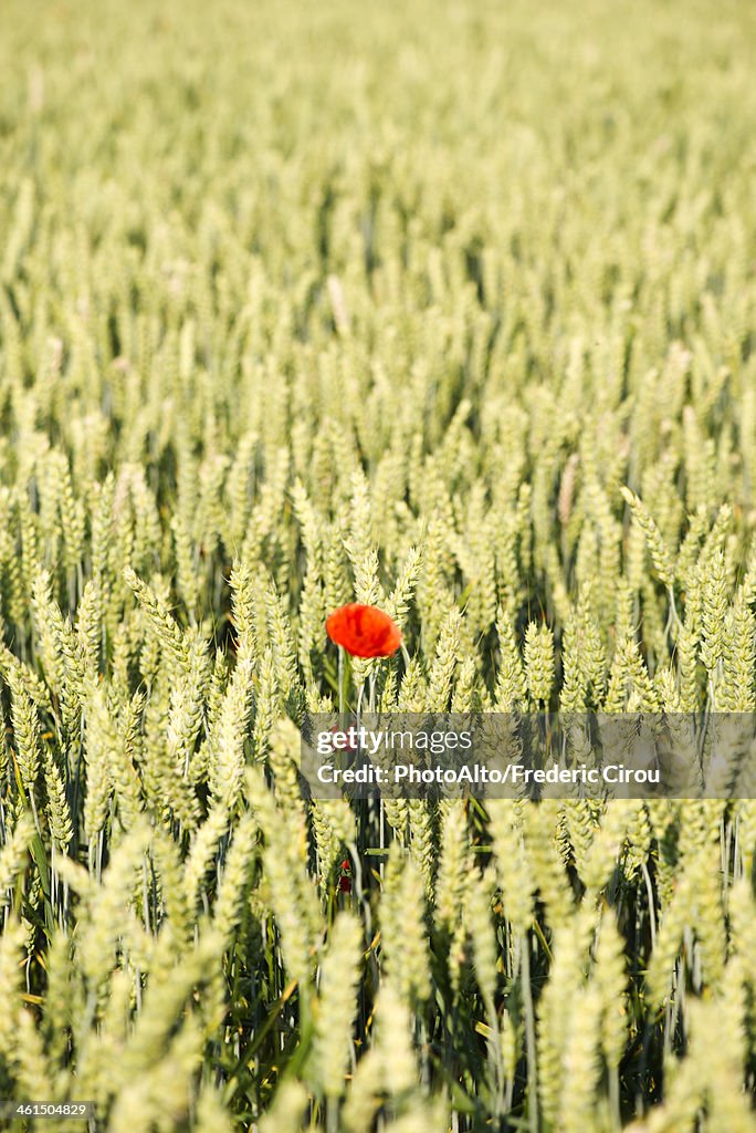 Poppy growing in wheatfield