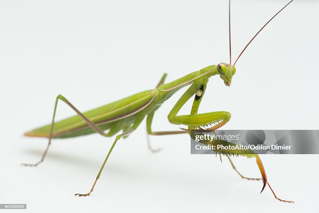 Praying mantis