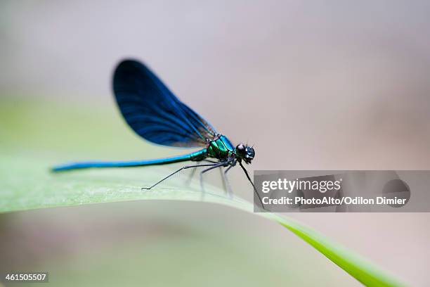 blue dragonfly resting on blade of grass - libellule photos et images de collection