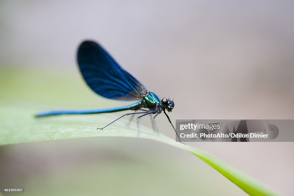 Blue dragonfly resting on blade of grass