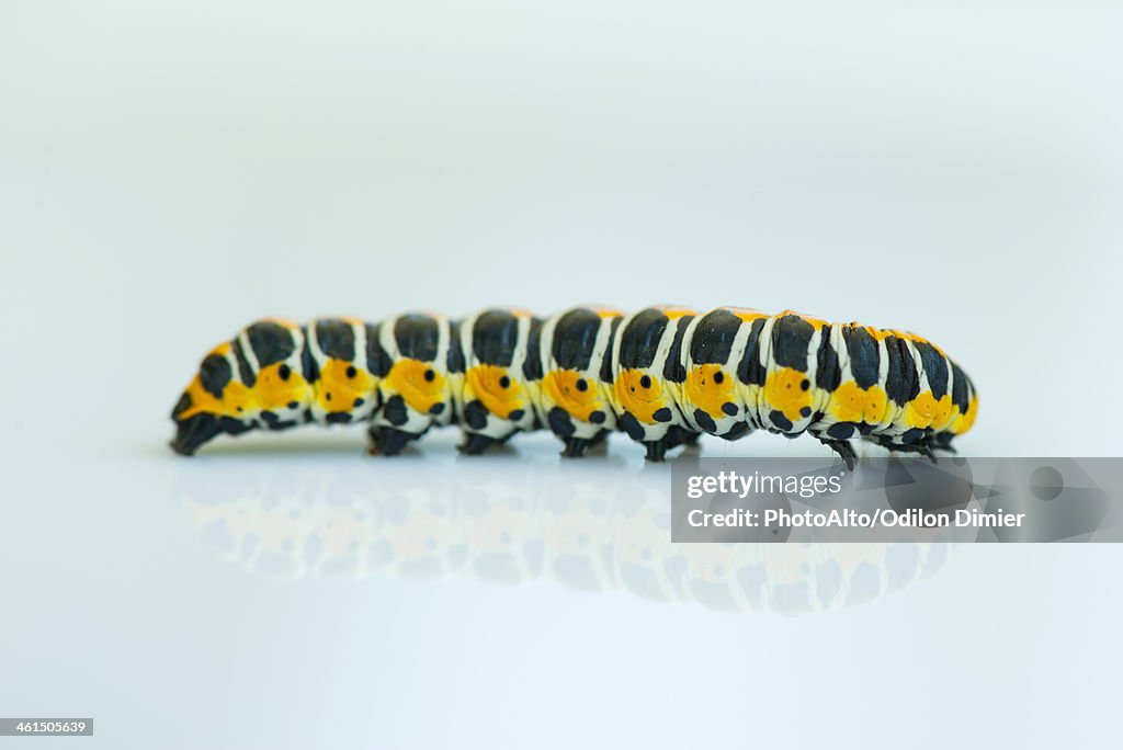 Caterpillar