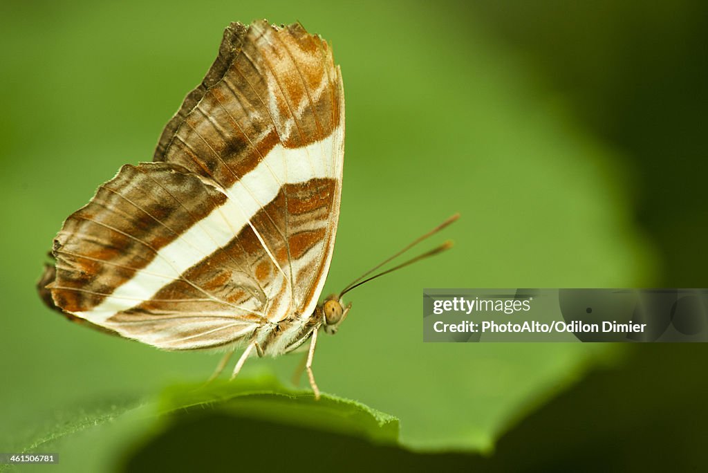 Band-celled sister butterfly (Adelpha fessonia)
