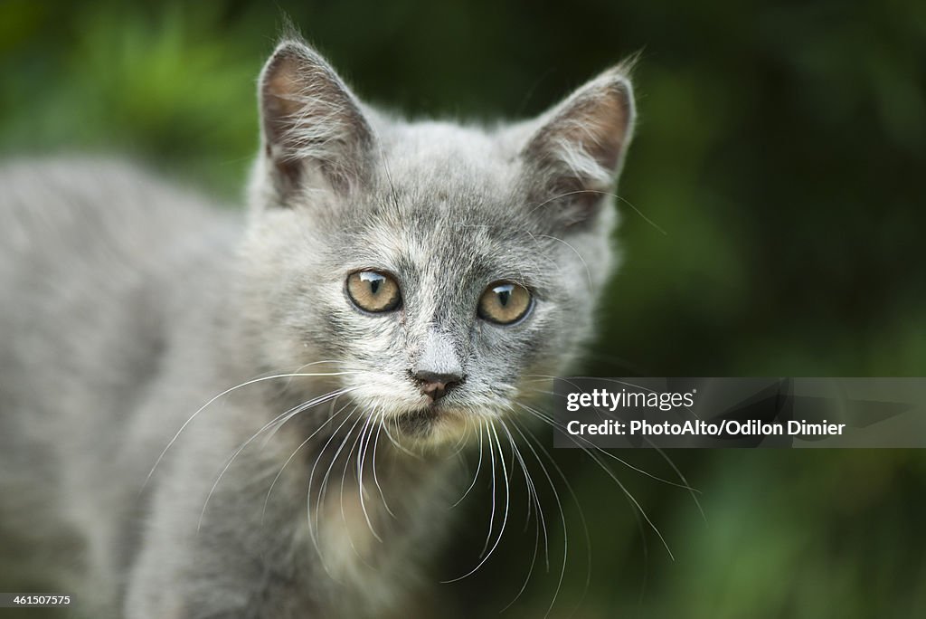 Kitten, portrait