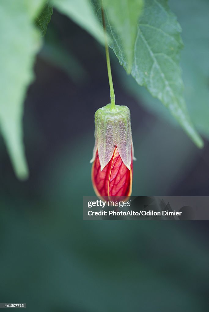 Flowering maple (Abutilon)