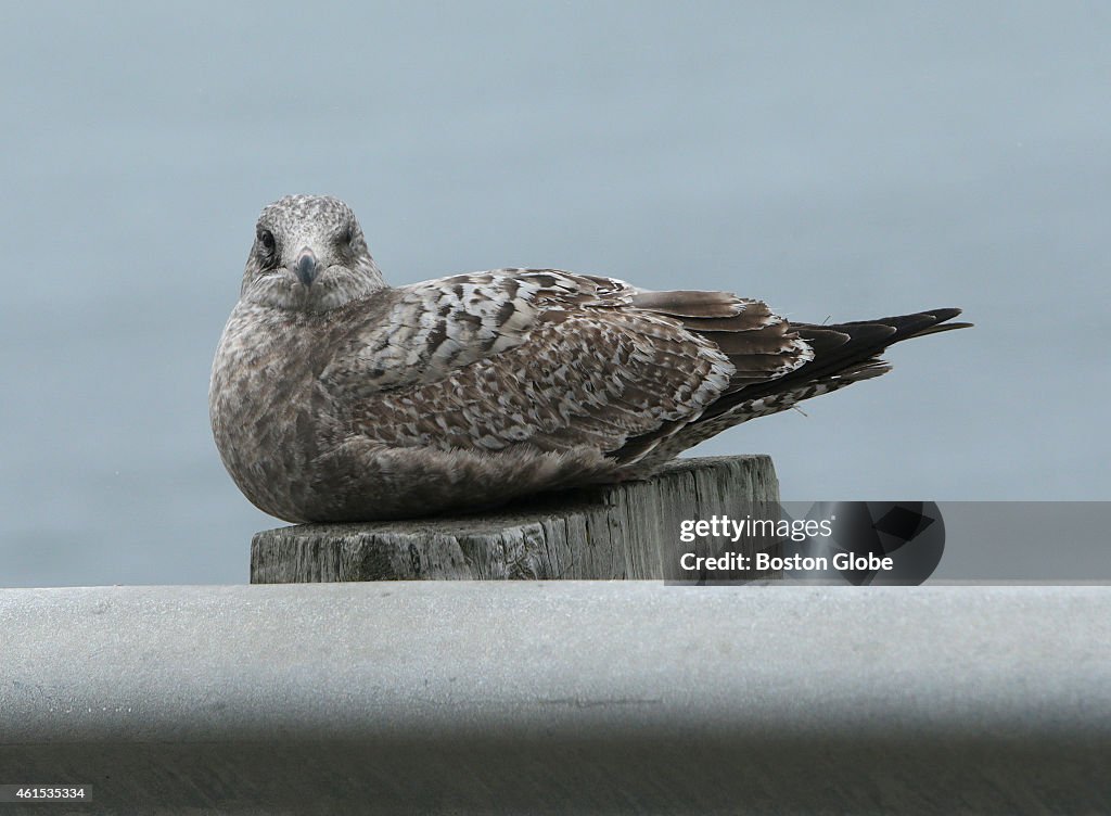 A Sea Bird In Marshfield, MA