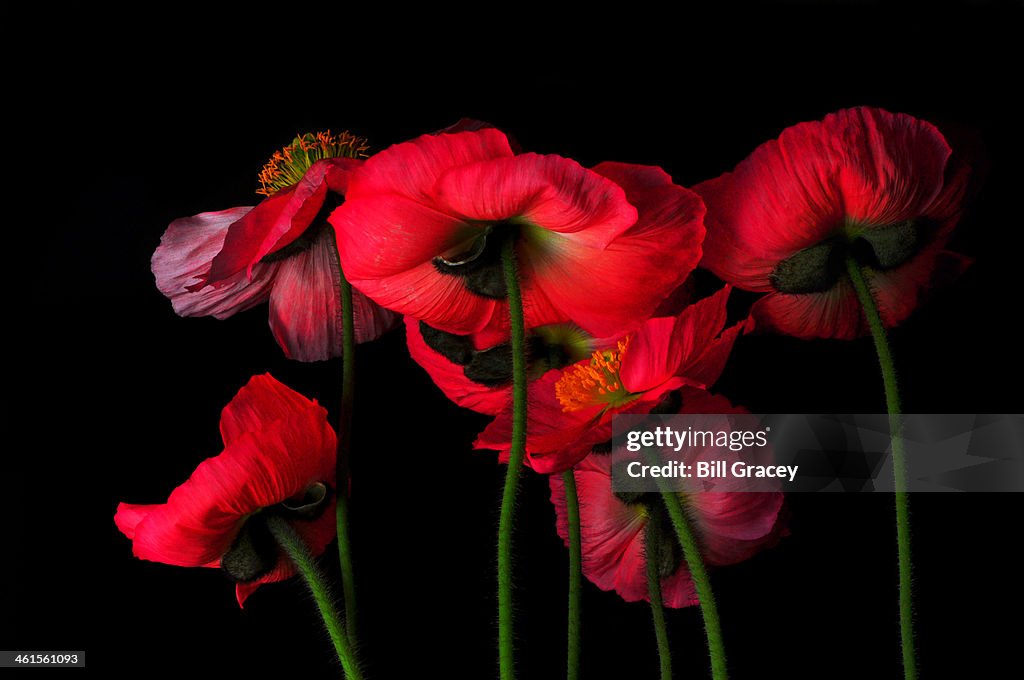 Icelandic Poppies - The View From Down Below