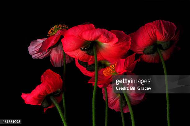 icelandic poppies - the view from down below - poppies stock pictures, royalty-free photos & images