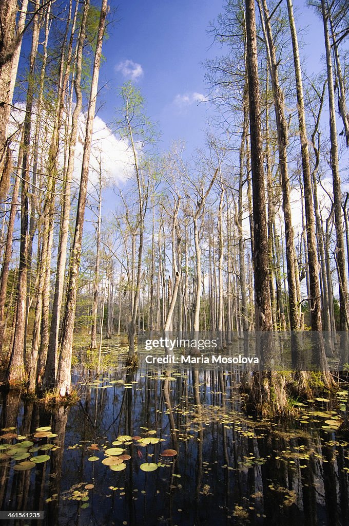 Cypress Swamp In Spring. South Carolina, USA