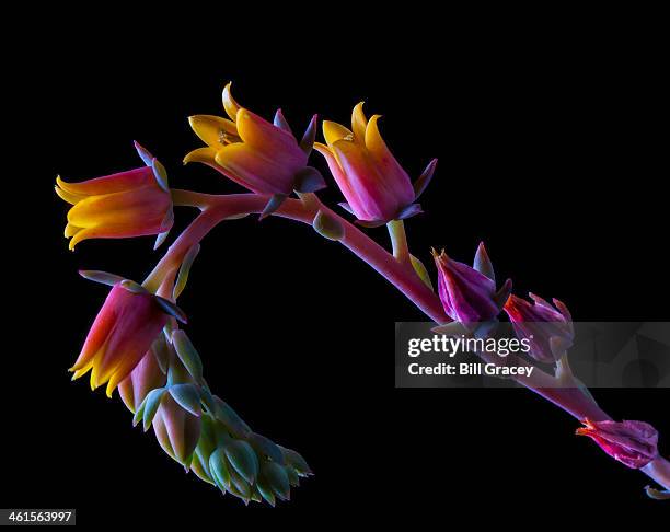 succulent flowers on a stalk - succulent plant stock pictures, royalty-free photos & images