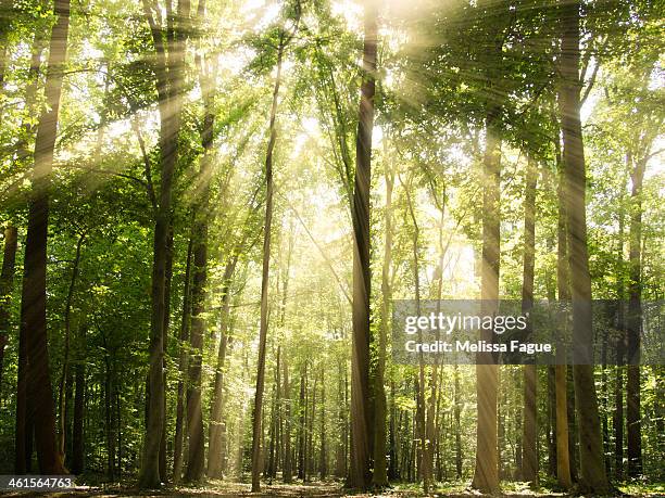 sunrays through treetops - newark stock pictures, royalty-free photos & images