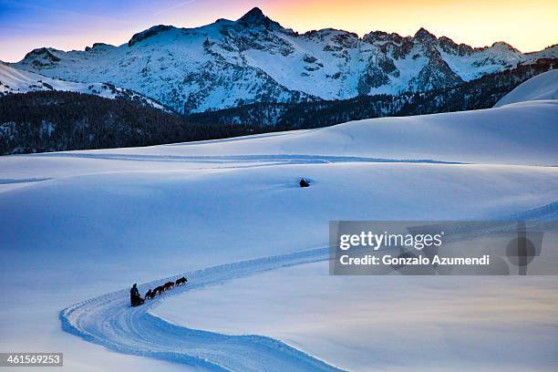 sled dog on the snow in the pyrenees mountains. - sleigh dog snow stock pictures, royalty-free photos & images