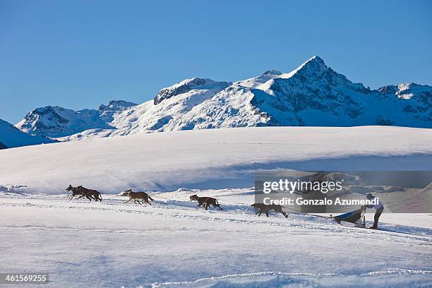 sled dog on the snow in the pyrenees mountains. - valle de arán fotografías e imágenes de stock