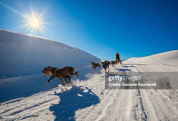 sled dog on the snow in the pyrenees mountains. - sleigh dog snow stock pictures, royalty-free photos & images