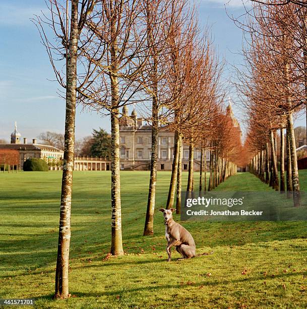 Houghton Hall is photographed for Vanity Fair Magazine on February 3, 2013 in Norwich, England. The family?s gray whippet, Benji, poses in an avenue...