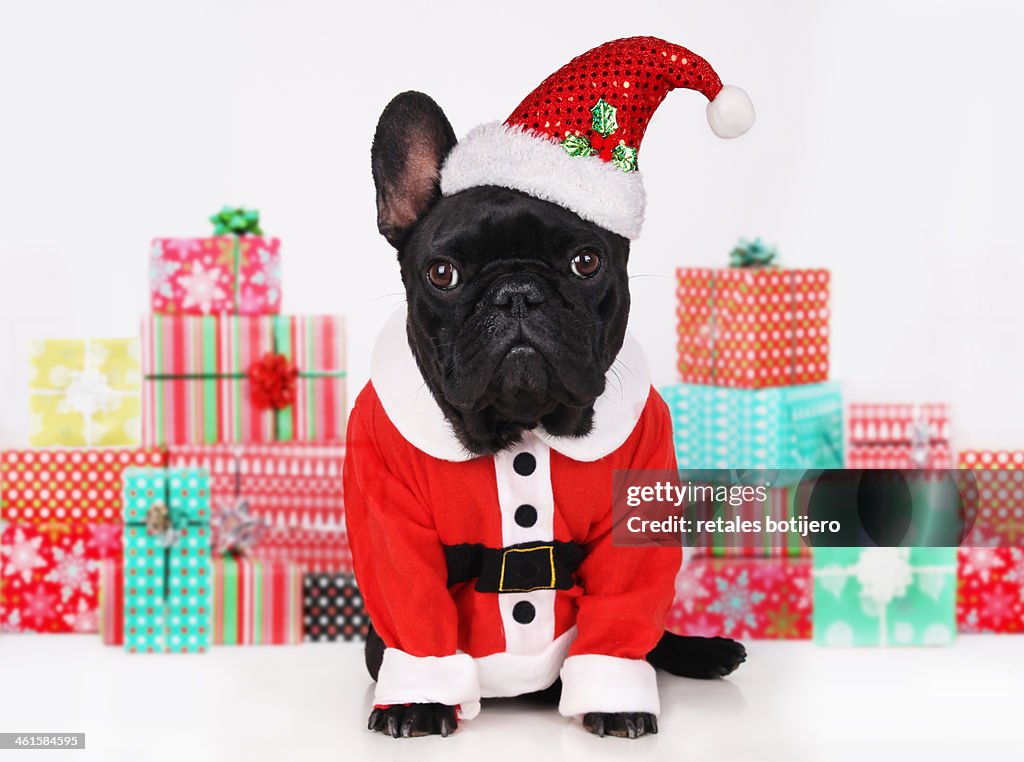 Dog wearing santa costume