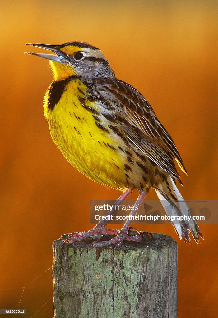 Eastern meadowlark