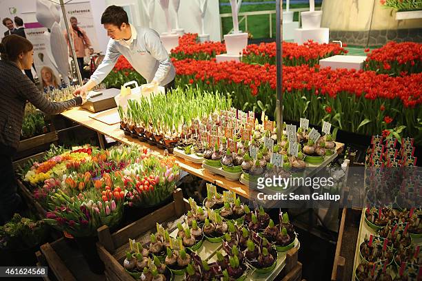 Man sells tulips and bulbs from Holland at the International Green Week agricultural trade fair on January 16, 2015 in Berlin, Germany. The...