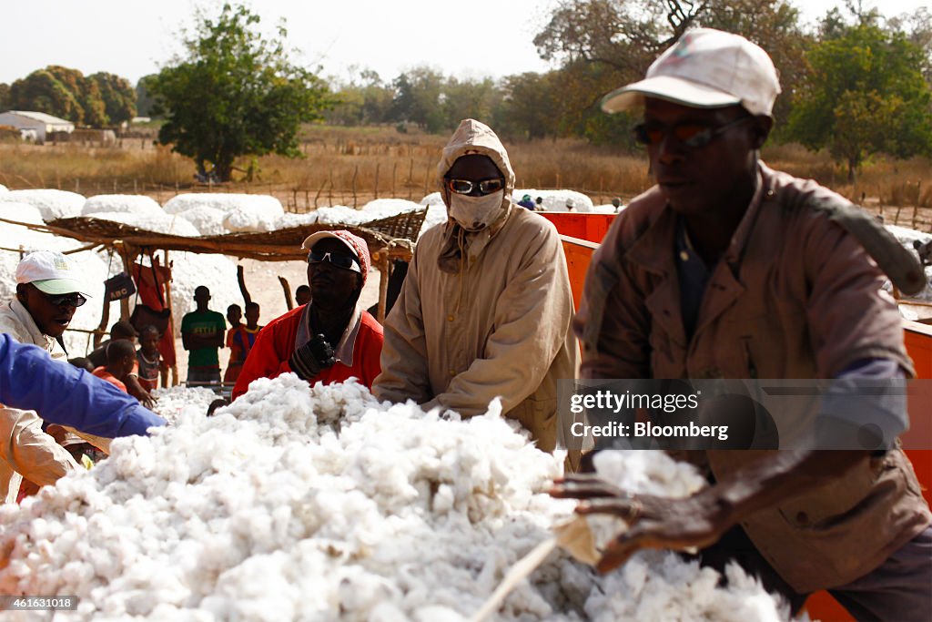 Cotton Production In Senegal