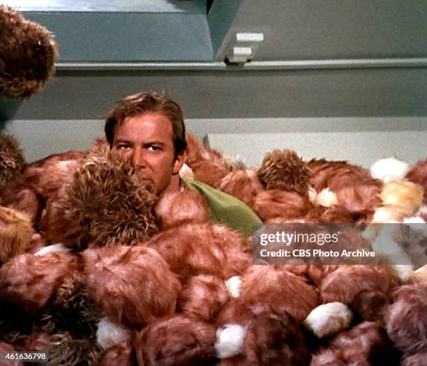 Star Trek the Original Series Season 2 Episode 15 " The Trouble With Tribbles " Pictured: William Shatner as Captain James T. Kirk burried in...