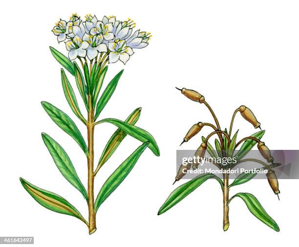 Rhododendron tomentosum also known as Marsh Labrador tea , by Giglioli E., 20th Century, ink and watercolour on paper . Whole artwork view. Drawing...