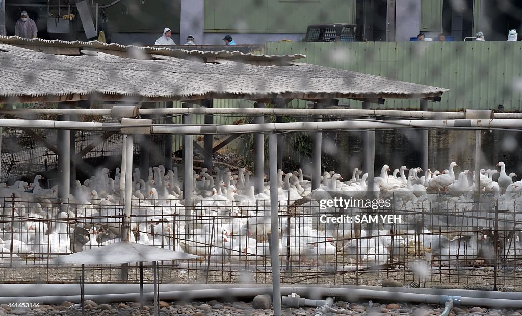 TAIWAN-HEALTH-FLU-BIRD