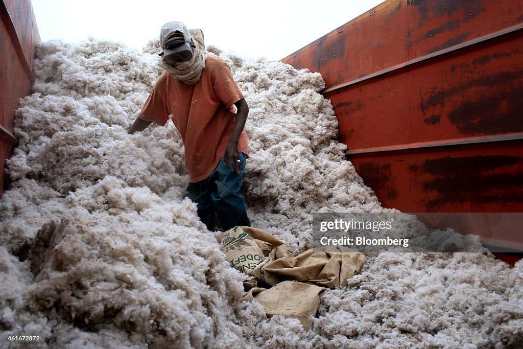 Cotton Production In Senegal