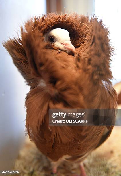 Jacobin Ruff Jacobin Pigeons Photos and Premium High Res Pictures - Getty Images