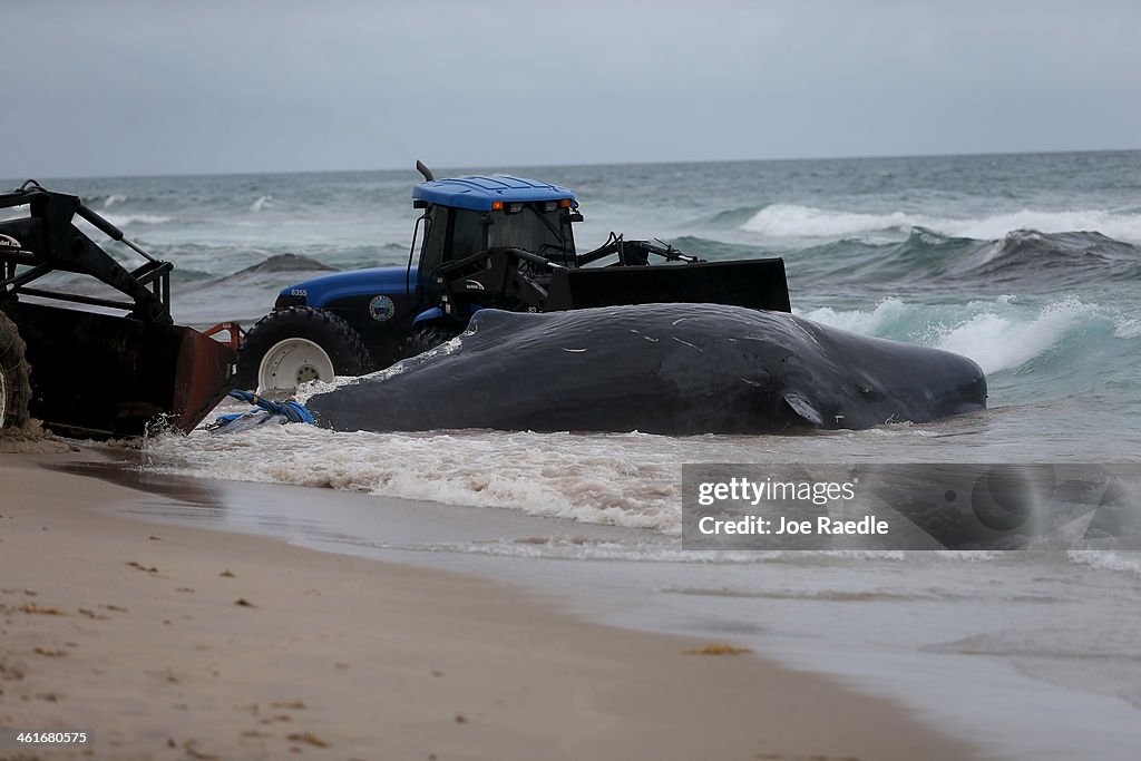 Sperm Whale Beached In Boca