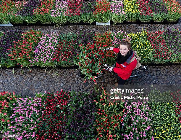 Volunteer attends Dutch National Tulip Day in front of the Royal Palace at Dam Square with the theme 'share joy, give tulips', on January 17, 2015 in...