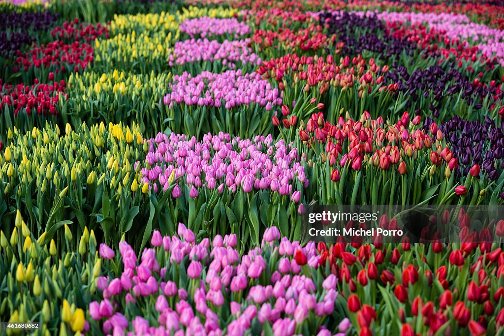 Dutch National Tulip Day Kicks Off Tulip Season 2015