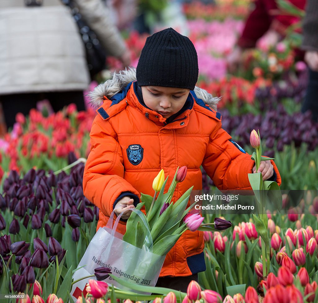 Dutch National Tulip Day Kicks Off Tulip Season 2015