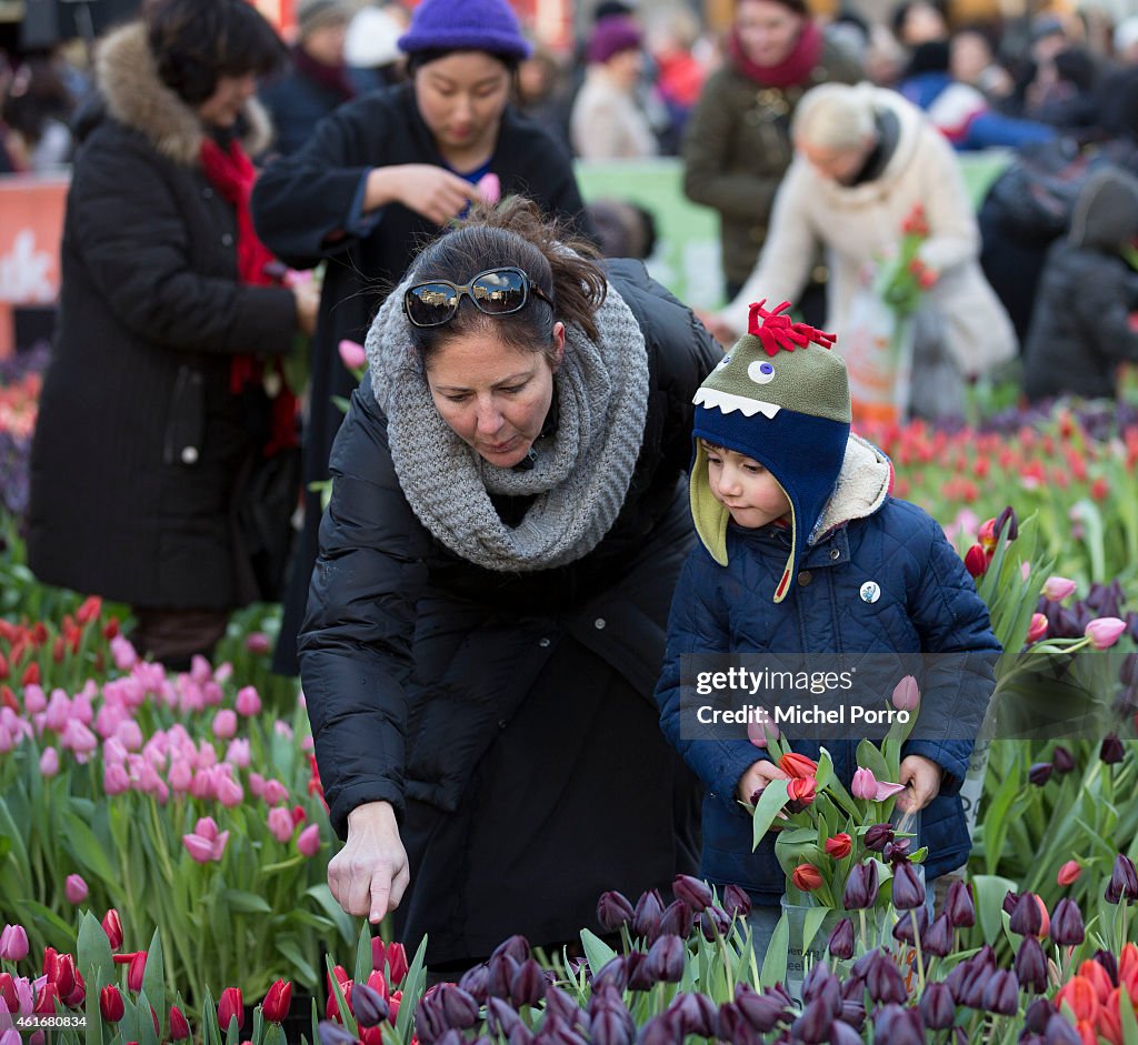 Dutch National Tulip Day Kicks Off Tulip Season 2015