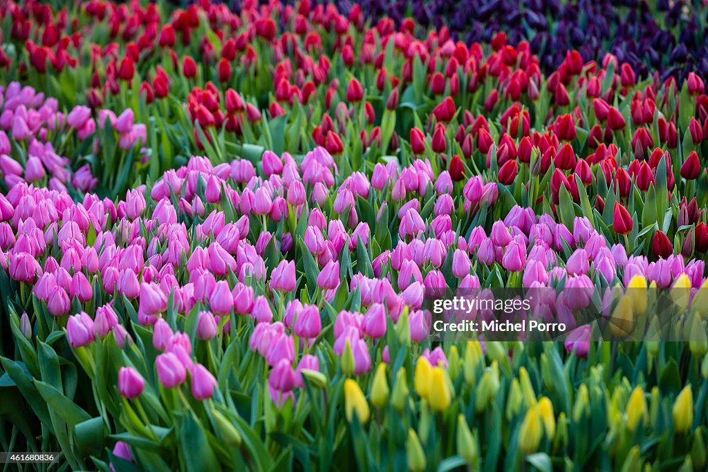 Dutch National Tulip Day Kicks Off Tulip Season 2015