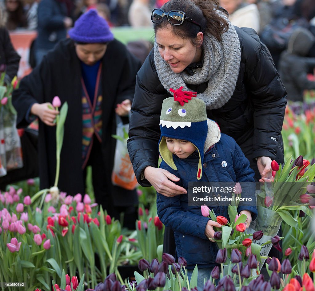 Dutch National Tulip Day Kicks Off Tulip Season 2015