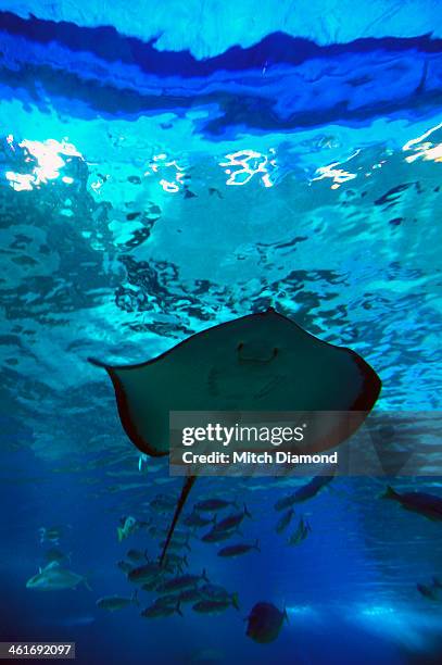 stingray in blue hawaii water - stingray stock pictures, royalty-free photos & images