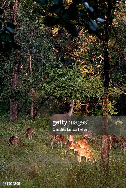 Spotted deer in Bandhavgarh National Park, the former home of the Royal family of Rawa and now a tiger sanctuary with the highest concentrations of...