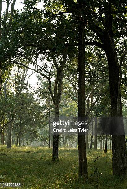 Pench National Park is the tiger park which inspired Rudyard Kipling's "Jungle Book", in Central India. Tiger numbers in India have fallen to...