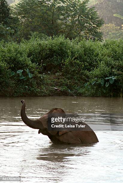 An elephant going for a swim at the Anantara Golden Triangle Resort and Spa. The resort, which maintains a stable of elephants, offers tourists a...