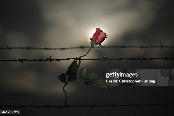 Red rose left in tribute to victims is attached to the barbed wire fence at the Auschwitz II Birkenau extermination camp on November 12, 2014 in...