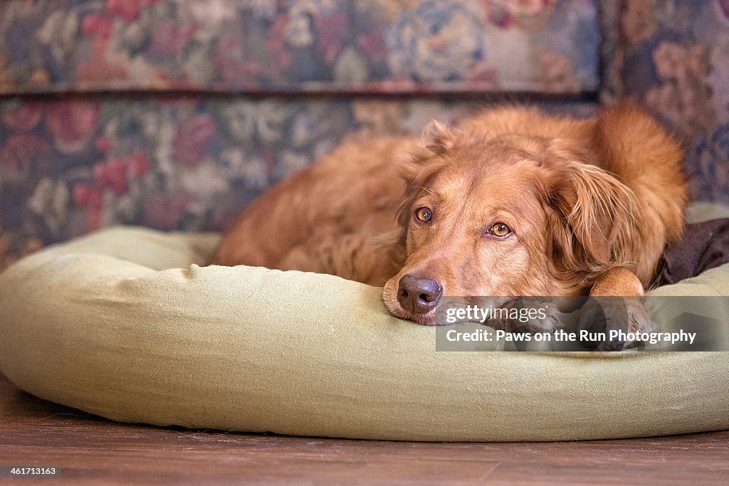 Dog resting on pillow