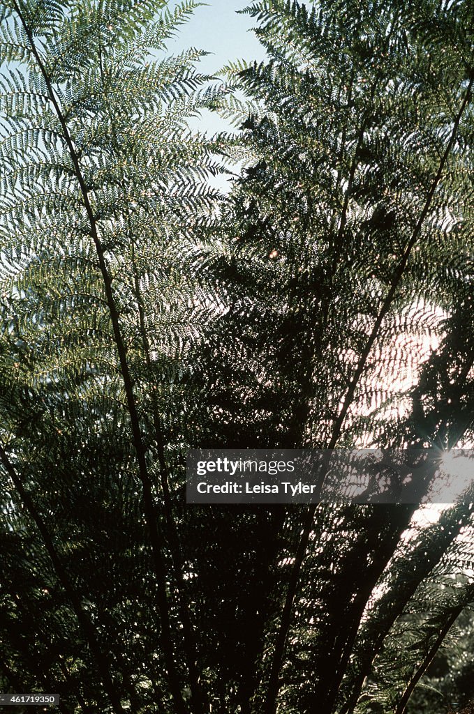 A fern inside the Tarkine, the largest tract of temperate...