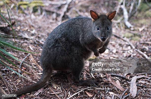 Potoroo, a small native Tasmanian that belongs to the Kangaroo family. Evolving to suit a temperate climate and dense vegetation habitat as opposed...