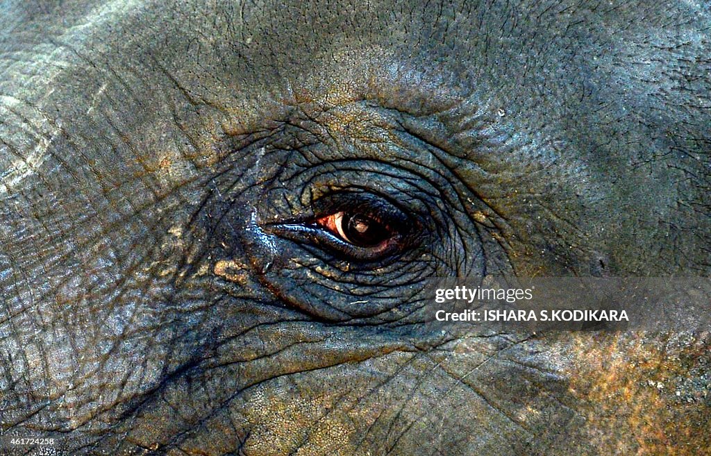 SRILANKA-ELEPHANT
