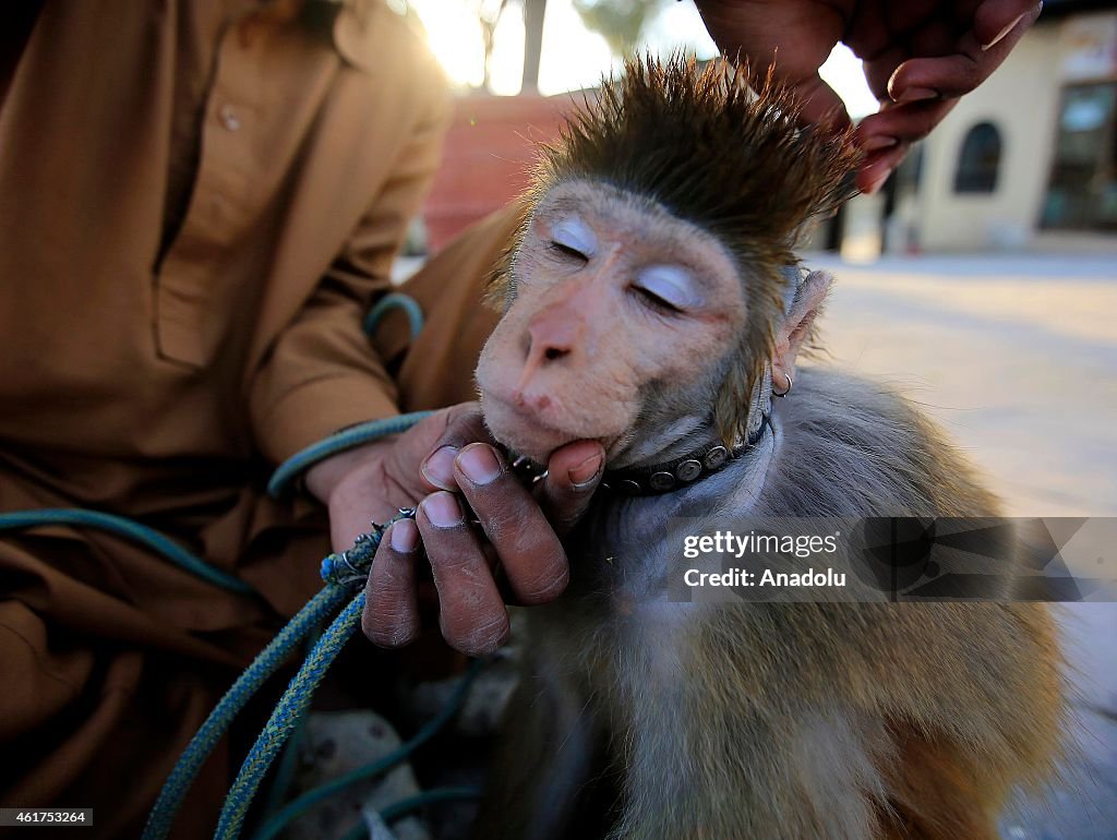 Trained monkeys in Pakistan