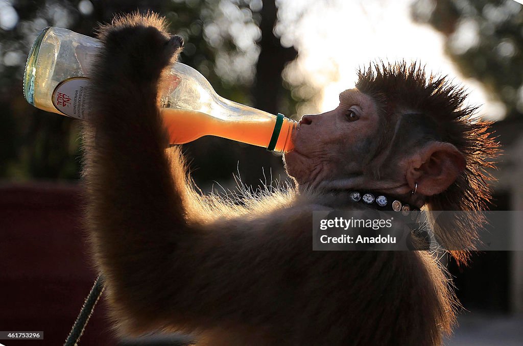 Trained monkeys in Pakistan