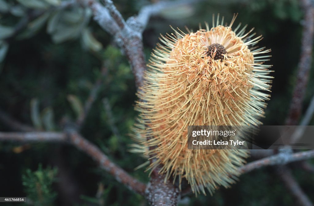 Coastal banksia, an Australian native plant. Growing only...