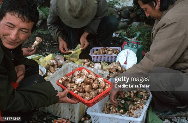 Matsutake pickers sorting through the day's harvest in the mountains above Zhongdian in northern Yunnan. Prized by Japanese food lovers, when stocks...