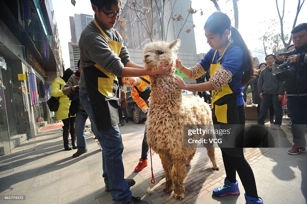 Alpacas Get Clean Cut In Wuhan