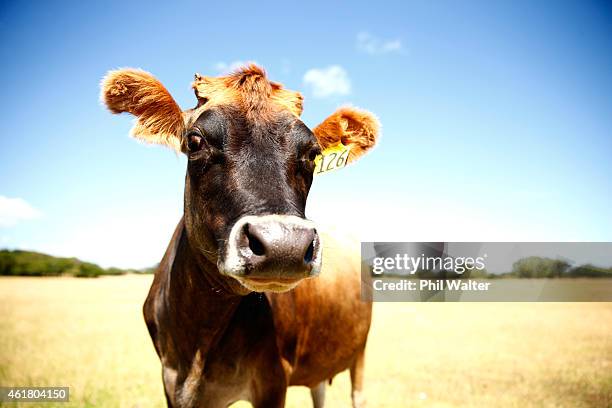 Cow is pictured in the dry conditions at Ambury Farm on January 20, 2015 in Auckland, New Zealand. Soil-moisture levels across the country are lower...