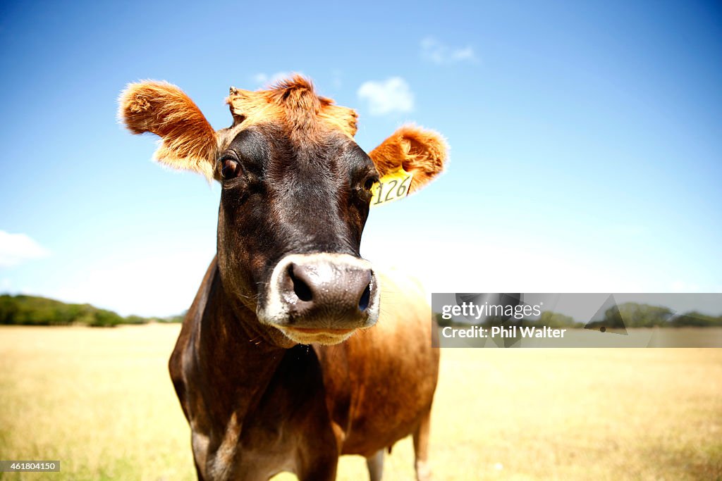 New Zealand Faces Potential Drought